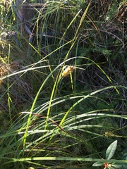 Carex bullata