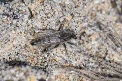 Lasiopogon asilomar