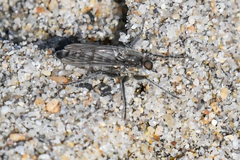 Lasiopogon asilomar