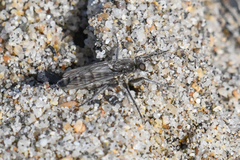 Lasiopogon asilomar