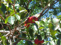 Syzygium suborbiculare