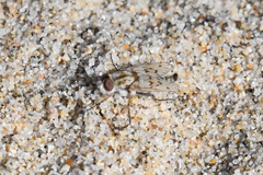 Thereva niveipennis