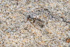 Thereva niveipennis