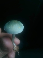 Stropharia pseudocyanea