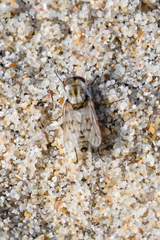 Thereva niveipennis