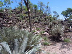 Cycas calcicola