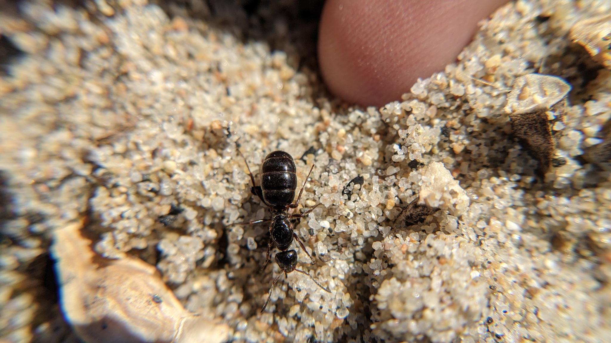 Formica lasioides