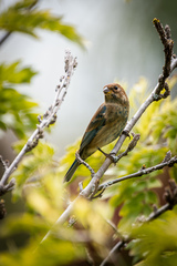 Passerina cyanea