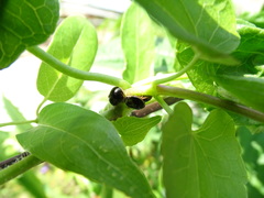 Brachyplatys subaeneus