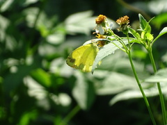 Eurema blanda