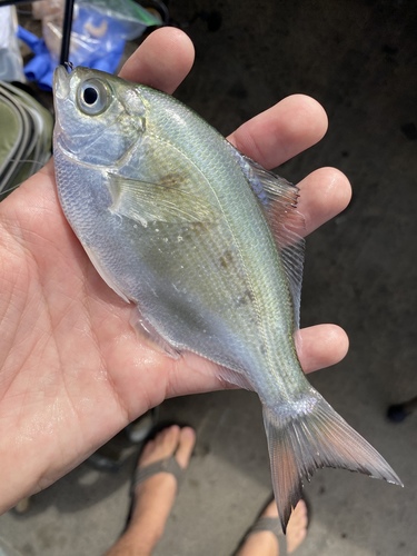 Silver surfperch (Hyperprosopon ellipticum) — Embiotocidae