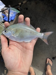 Hyperprosopon ellipticum