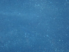 Caulolatilus princeps