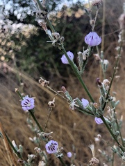 Stephanomeria diegensis