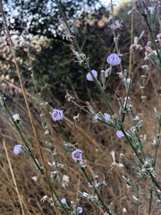 Stephanomeria diegensis