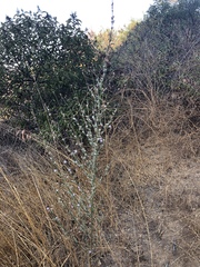 Stephanomeria diegensis