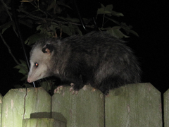 Didelphis virginiana