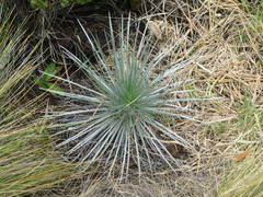 Argyroxiphium kauense