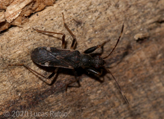 Baranowskiobius bimaculatus