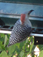 Melanerpes carolinus