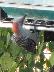 Melanerpes carolinus