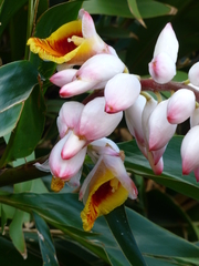 Alpinia nutans