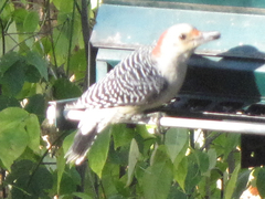 Melanerpes carolinus