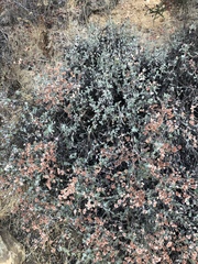 Eriogonum cinereum