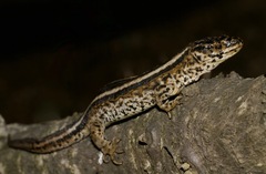 Island Night Lizard photo 2
