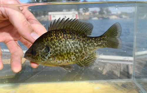 Bluegill × Redear Sunfish