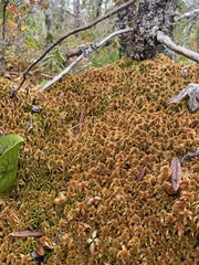 Sphagnum flavicomans
