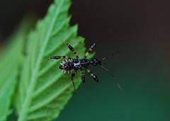 Sphedanolestes impressicollis