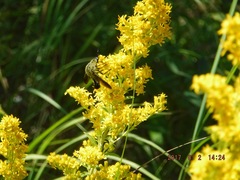 Lepidophora lutea