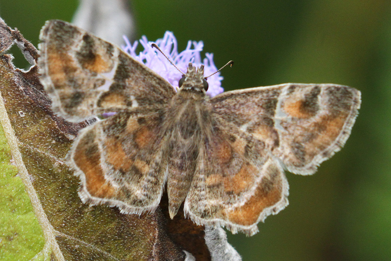 Texas Powdered Skipper