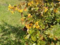 Berberis ilicifolia