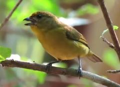 Euphonia chrysopasta