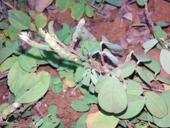 Grona heterocarpos