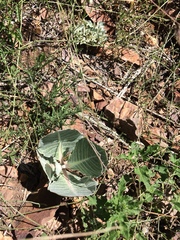 Asclepias nummularia