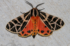 Apantesis parthenice