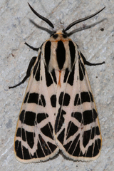 Apantesis parthenice