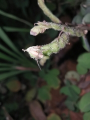 Grona heterocarpos