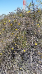 Senecio subulatus erectus