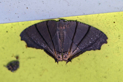 Orudiza protheclaria