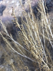 Artemisia californica