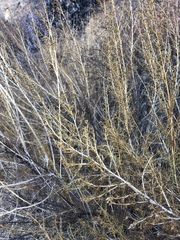 Artemisia californica