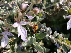 Cadeguala occidentalis