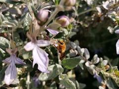Cadeguala occidentalis
