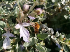 Cadeguala occidentalis