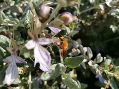 Cadeguala occidentalis