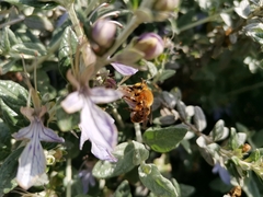 Cadeguala occidentalis